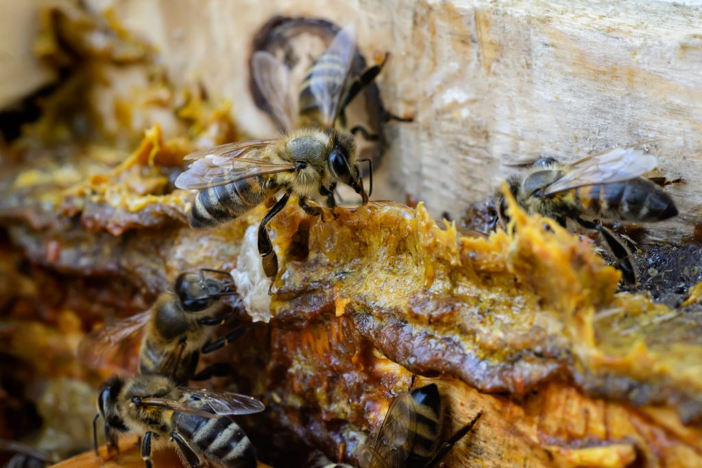 Propolis in the middle of a hive with bees. Bee glue. Bee products. Apitherapy. Propolis treatment